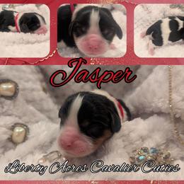 Jasper - Tri-color male Cavalier King Charles Spaniel puppy in Oppelo, Arkansas from Liberty Acres Puppies