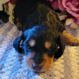 Dachshund Puppies from CLARK'S BREEDING PROGRAM