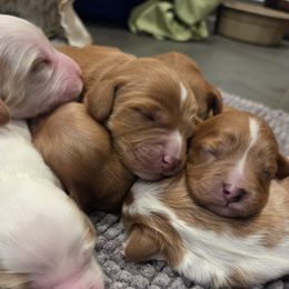 Meadow (white collar) - Red female Cavapoo puppy in Nephi, Utah from Salt Creek Doodles