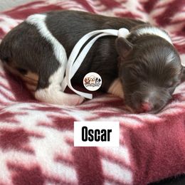 Aussiedoodle Puppies from Doodles by Dada