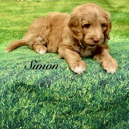 Simon - Red  male Goldendoodle puppy in Gilbert, Arizona from Gilbert Az Doodles