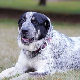 Maya - Central Asian Shepherd Dog