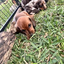 Dachshund Puppies from Waddell Weenies