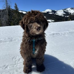 Labradoodle Puppies from Daisy's Labradoodles