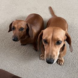 Oakley - Dachshund