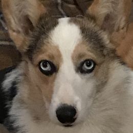 Reece - American Corgi