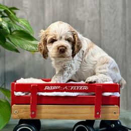 Rocky - Red and white male Cocker Spaniel puppy in Salt Lake City, Utah from Sego Lily Cockers