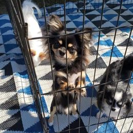 Urban - Chihuahua