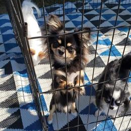 Urban - Chihuahua