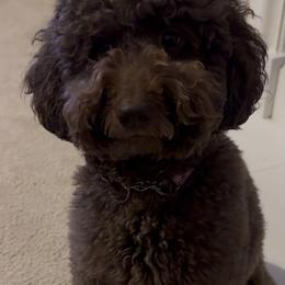 Female - Chocolate female Goldendoodle puppy in Elk Grove, California from Doodles by Faith
