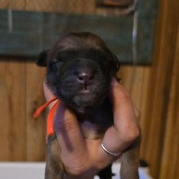 Girl 1 - Fawn female Xoloitzcuintli puppy in Ethridge, Tennessee from Royalty Reigns Xolos