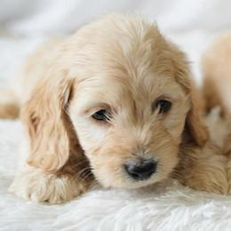 Carter silky third  in group photo - Red male Dachshund puppy in Richmond, Virginia from Irresistible Dachshunds & Cavaliers