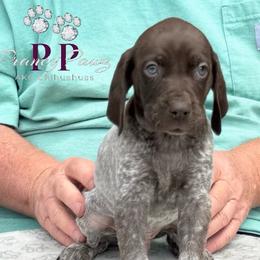 Ancho - Liver and white male German Shorthaired Pointer puppy in Columbus, Nebraska from Prancy Pawz