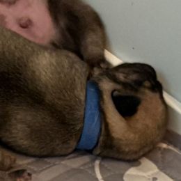 Dublin - Fawn male Pug puppy in Frisco, Texas from RD Pugs