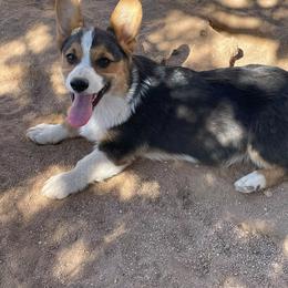 Sina - Black and tan male Pembroke Welsh Corgi puppy in Hesperia, California from Amatskennel - Stubby Tails Ranch