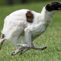 Borzois from Elysium Borzoi