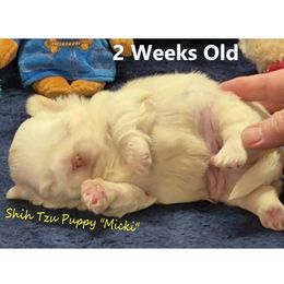 Shih Tzu puppies from Pup-Tzu WNC