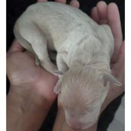 Orion - Fawn male Great Dane puppy in Colorado Springs, Colorado from Pilot Danes