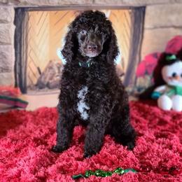 Poodle Puppies from My Buddies Puppies