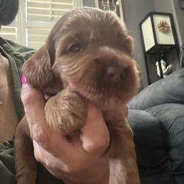 Teeter - Red female Australian Labradoodle puppy in Fontana, California from Glory Labradoodle’s