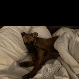 Rhodesian Ridgeback All Grown Up from Abbey Rhode Rhodesian Ridgebacks