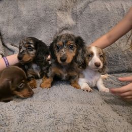 Dachshund Puppies from Sausage Squad Kennels