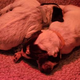2 - Brown and gray female Wirehaired Pointing Griffon puppy in Clear Spring, Maryland from Moonshine's Wirehaired Pointing Griffons