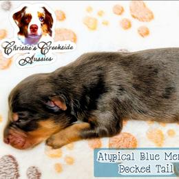 Fluke - Blue merle male Miniature Australian Shepherd puppy in Punta Gorda, Florida from Christie's Creekside Aussies