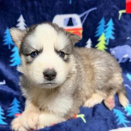 AKC Theodore - Gray and white male Siberian Husky puppy in Centreville, Maryland from Huskies By the Bay