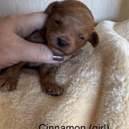 Cinnamon - Red  female Goldendoodle puppy in Danville, Virginia from Stella’s Stunning Goldendoodles of VA