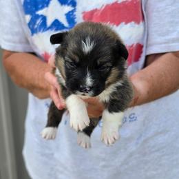 Yellow collar - Sable male American Corgi puppy in Odessa, Missouri from LOYAL T K9's CORGIS