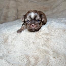 Malachi - Sable male Shih Tzu puppy in Phoenix, Arizona from Spoiled ShihTzu LLC