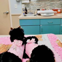 Yorkshire Terrier Puppies from Twilights Yorkies FL