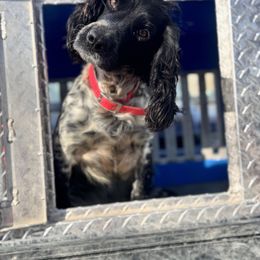 Ladybird - English Cocker Spaniel