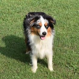 Presley - Miniature Australian Shepherd