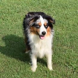 Presley - Miniature Australian Shepherd
