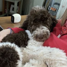 Trotter - Poodle