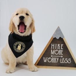 Golden Retriever Puppies from Golden Meadows of Utah