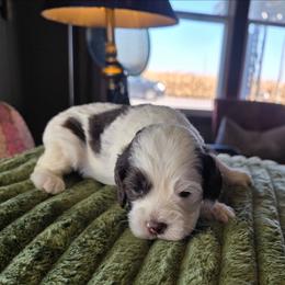 Durkin-Bodie - Brown and white male Cockapoo puppy in Delphos, Ohio from Route 66 Puppies