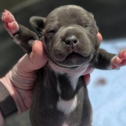 Boy 2 - Blue male Staffordshire Bull Terrier puppy in Houston, Texas from Khaleesi Kennel Blue Staffordshire-bull-terrier