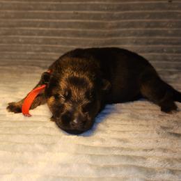 Cash - Black and red male German Shepherd puppy in White Cloud, Michigan from Von WestLynn German Shepherds