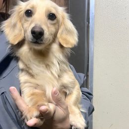 Barbie - Dachshund
