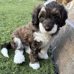 Aviva - Brown and white female Sheepadoodle puppy in Roseburg, Oregon from Sharon’s Sheepadoodle’s