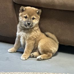 Shiba Inu puppies from Kurtz Family Shibas