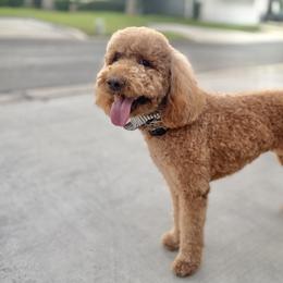 Goldendoodles from Goldendoodle Pals