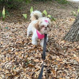 Coco - Shih Tzu