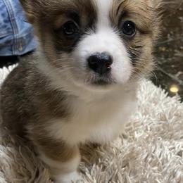 Pembroke Welsh Corgis from LS Valley Corgis