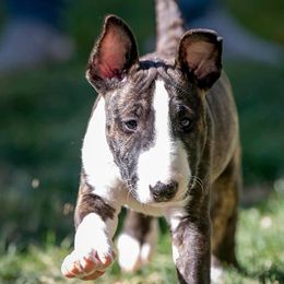 Bull Terriers from Zoozooz Bull Terriers