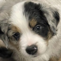 Miniature Australian Shepherds from Angel Love Aussies