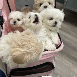 Shih Tzu Puppies from Twilight Shih Tzu